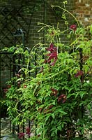 Clematis alpina 'Constance' scrambling up wrought iron railings in the courtyard