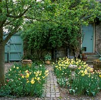Courtyard garden: Narcissus 'Pipit' Div 7, jonquil, Tulipa 'Maywonder Div 11, peony-flowered and T. 'Eros'. Old Vicarage, Carbrooke, Norfolk