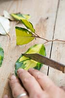 The remaining leaves on the Elaeagnus cuttings need to be cut in half. This reduces the energy the plant uses, which in turn allows the roots to develop