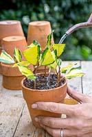 Watering freshly planted semi-hardwood Elaeagnus cuttings
