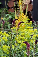 Lysimachia Beaujolais, Verbascum and Euphorbia amygdaloides var robbiae. The Great Chelsea Garden Challenge Garden 