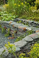 Sempervivum and Ferns growing in a drystone Cumbrian slate wall. The RHS Great Chelsea Challenge Garden. RHS Chelsea Flower Show, 2015