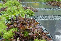 Ajuga reptans,'Black 'Scallop', Asaram canadense and Irish Moss - Sagina subulapa growing amongst the paving and gravel. RHS 'Great Garden Challenge'. RHS Chelsea Flower Show, 2015. 