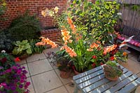 View of central planting in city courtyard, featuring orange gladioli and yellow lily. Framework provided by witch-hazel and Japanese maples. Petunias, annual verbena, begonias and hostas to left, pot of alpine succulents on grey painted table. Wooden bench with colourful cushion in background. 