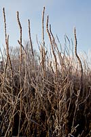 Persicaria amplexicaulis 'Firedance',  Frosted seedheads in winter sunrise