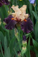 Iris 'Foreign Legion' - Claire Austin Hardy Plants Ltd, RHS Chelsea Flower Show, 2015.