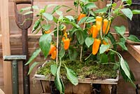 Chilli pepper growing in greenhouse planted in wooden container topped with moss, RHS Chelsea Flower Show 2015