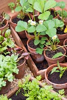 Young strawberry plants in small pots in wooden tray, being hardened off in a cold frame. RHS Chelsea Flower Show 2015