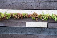 Layered slabs in different colours by Dutch company Schellevis with succulents planted between. RHS Chelsea Flower Show 2015