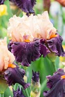 Iris 'Foreign Legion'. RHS Chelsea Flower Show 2015