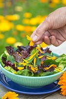 Adding petals of Calendula officinalis 'Art Shades' to a fresh salad