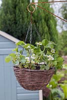 Hanging basket with healthy flowering Strawberry plants