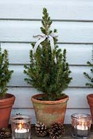 Small evergreen Christmas trees in pots decorated with ribbons, tealights and cones
