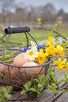 Floral display containing Daffodils, Primula, Muscari, Chicken eggs and fresh spring foliage