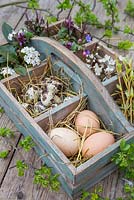 Wooden trug containing Chicken eggs, Quail eggs, Willow branches and blossoming spring foliage