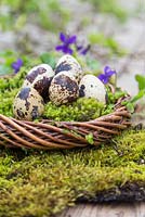 Quail eggs sat on moss within a woven willow wreath