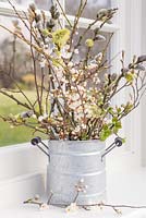 Blossoming spring foliage in a galvanised container, with a view to the garden