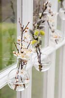 Fresh cut spring foliage in small bulbous glass vases, with a view to the garden.