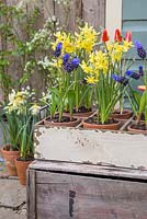 Vintage trug containing Muscari, Narcissus and Tulips