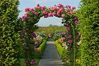 Rosa 'Madame Isaac Periere' formal rose arch 