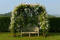 Rosa 'Rambling Rector'.  Rose covered bower arch 