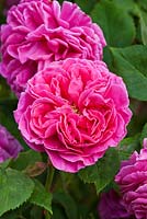 Rosa 'Madame Isaac Periere' heritage rose 