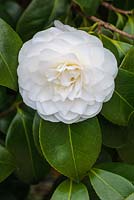 Camellia japonica 'Primavera'. 