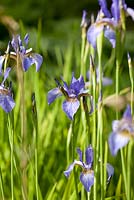 Iris siberica 