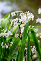 Primula japonica 'Postford White' 