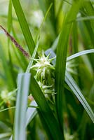 Carex greyii