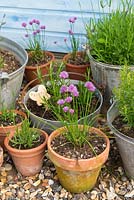 Display of assorted containers with Rosemary, Lavender and chives beside blue shed