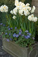 Narcissus 'Bridal Crown' and Anemone blanda in lead container