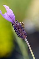 Hover flies mating on lavender