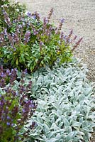 Stachys byzantina 'Silver Carpet' with flowering sage