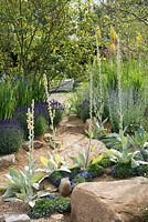 Gravel area with Verbascum bombyciferum, Pratia pedunculata 'County Park' and Lavandula angustifolia 'Hidcote' - Encore: A Music Lover's Garden, RHS Hampton Court Palace Flower Show 2015