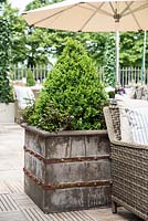 Buxus pyramid in a metal container