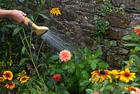 Watering border with hose especially in dry areas near walls