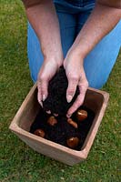 Planting Tulip Bulbs. Step Six - Cover bulbs with compost