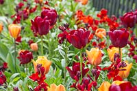Raised border containing Tulip 'Cairo', Tulip 'National Velvet' and Wallflowers