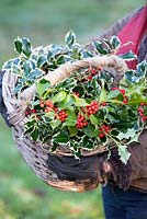 Gabbi holding a basket of Ilex aquifolium, Holly and bright red berries. December.