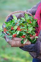 Gabbi Reid holding a basket of Ilex aquifolium, Holly and bright red berries. December.