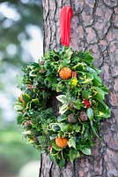 Christmas wreath with dried fruit and cinnamon bundles mounted on a tree. December.