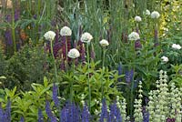 Allium neapolitanum Cowanii Group with Lupins and Salvia