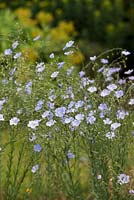 Linum usitatissimum - Common flax -  June - Oxfordshire