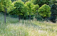 The Meadow: avenue of Corylus colurna - Turkish Hazel clipped into lollipop shape. Leucanthemum vulgare - Oxe Eye Daisy. Veddw House Garden, Monmouthshire, South Wales.  June 2015. Garden designed and created by Charles Hawes and Anne Wareham.