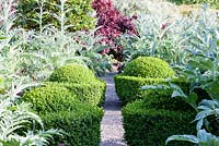 The Vegetable Garden: Clipped Buxus sempervirens egg cups. Cynara cardunculus 'Florist Cardy', Heuchera villosa 'Palace Purple', Veddw House Garden, Monmouthshire, South Wales. June 2015. Garden designed and created by Charles Hawes and Anne Wareham.