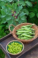 Vicia faba, 'crimson flowered' picked and shelled beans ready for the kitchen.  Broad Beans 
