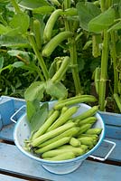 Vicia faba, 'Monica' colander of beans beside plants with beans still attached.  Broad Beans 