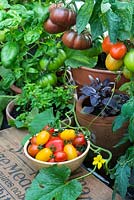 Summer greenhouse interior showing pot grown heritage tomatoes, 'Black from Tula' and 'Rio Grande', pot grown sweet and red basil, bowl of picked tomatoes and melon vine.