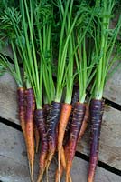 Home grown carrots, 'Purple Haze' F1.